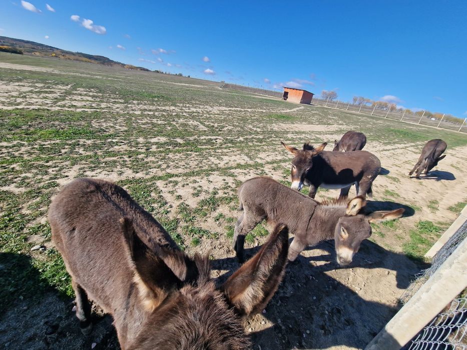 Vand magarite tinere cu pui