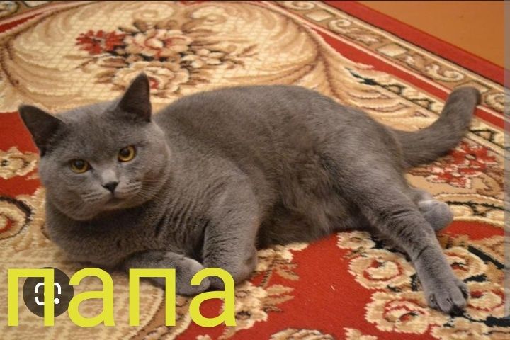 Продается котенок скоттиш фолд