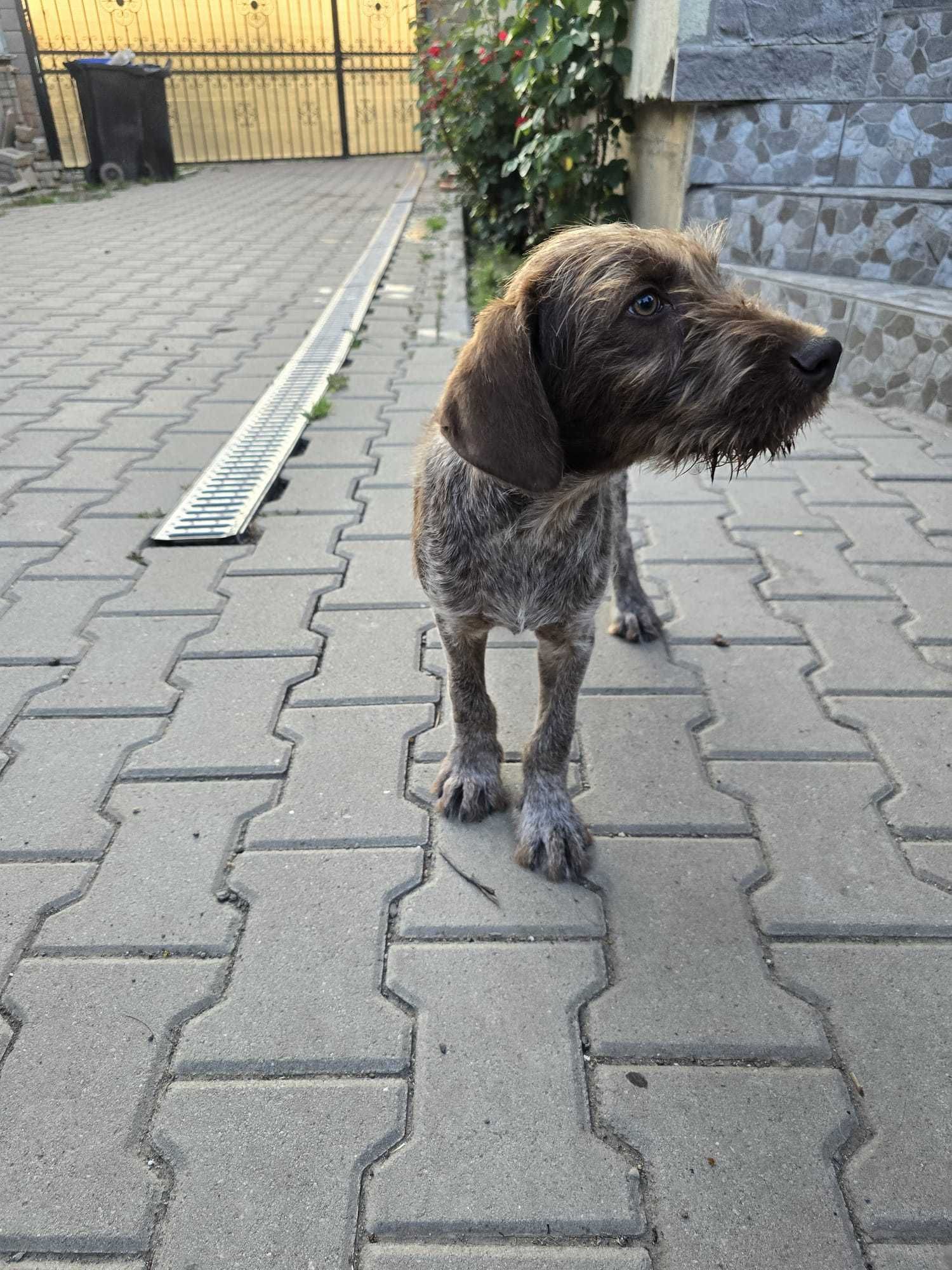 Catelua abandonat spre adoptie