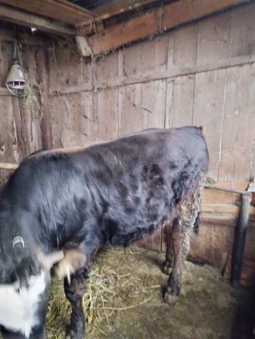 De vânzare tăuraș