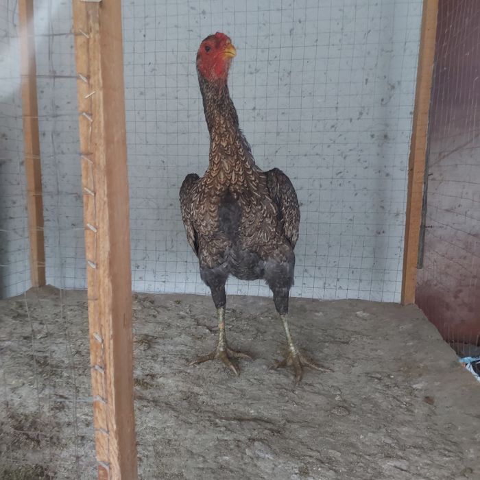 Ветнам курочка 1.5год 4кг