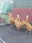 Sebright chamois