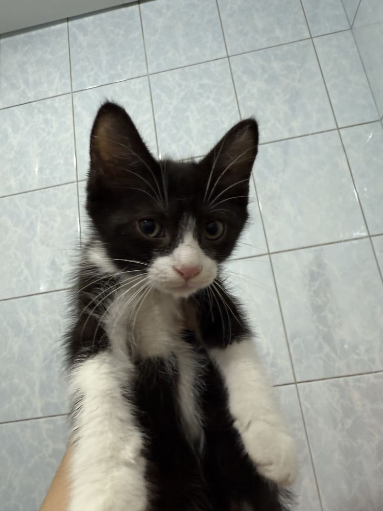 Отдам в добрые руки котята