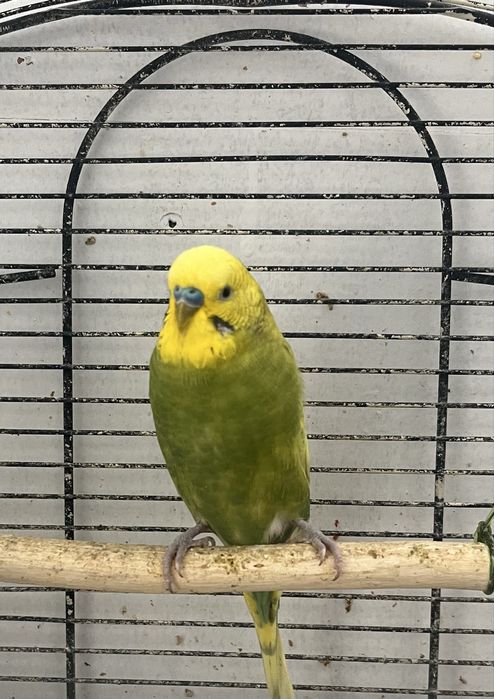 Vând peruși deoarece nu mai sm timp să îi cresc se vinde cu 50 ron