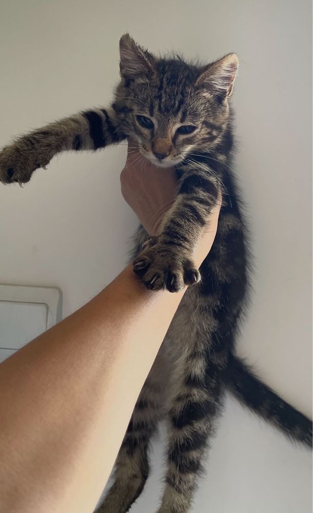 Toby - cel mai dulce si lipicios motanel, pt adoptie