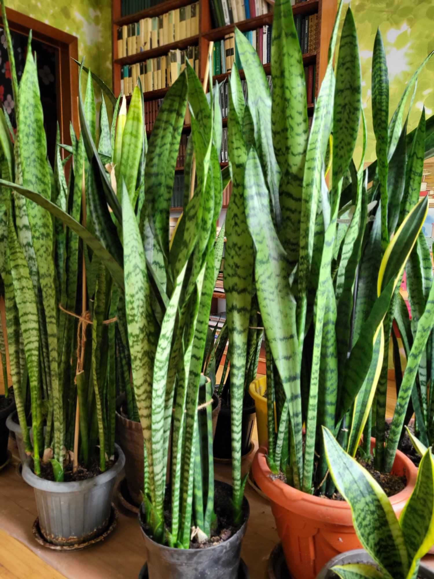 Продам Сансевиерии (Sansevieria) разных чудесных сортов