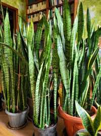 Продам Сансевиерии (Sansevieria) разных чудесных сортов