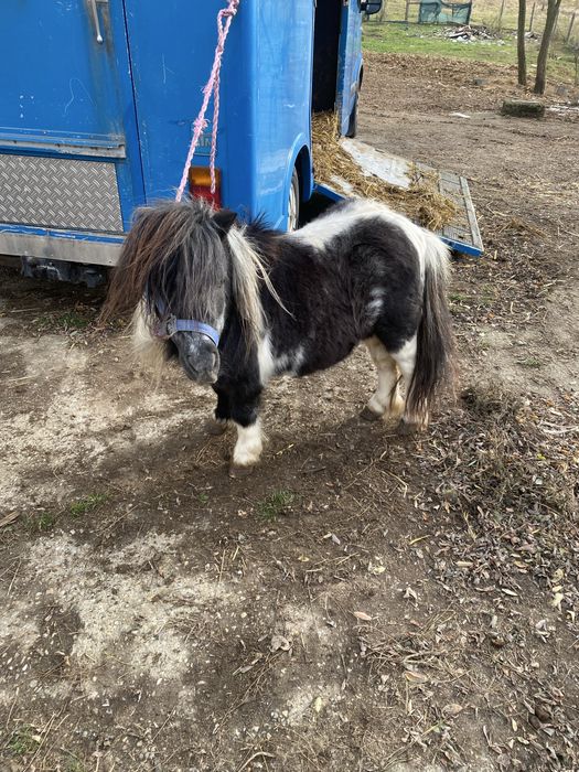 Mini pony shetlander