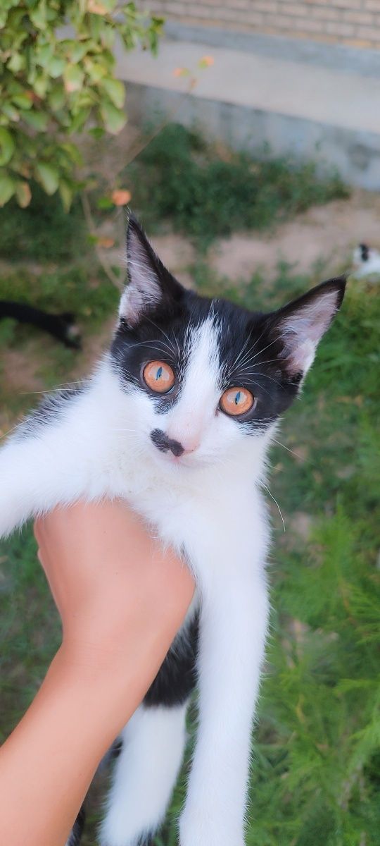 Mushuklar xadiyaga beriladi