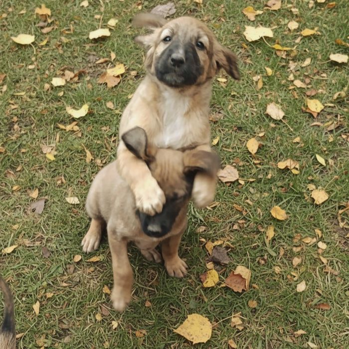 Щенки наполовину тазы