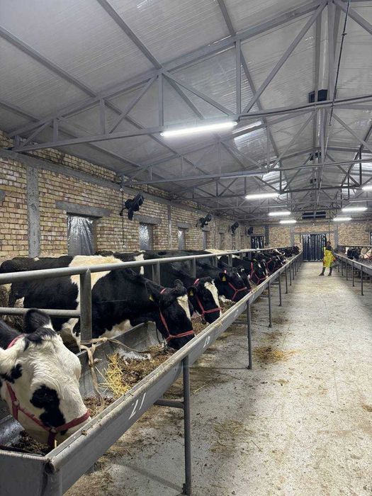 Продается Ферма действующая в Районе Босув SH83