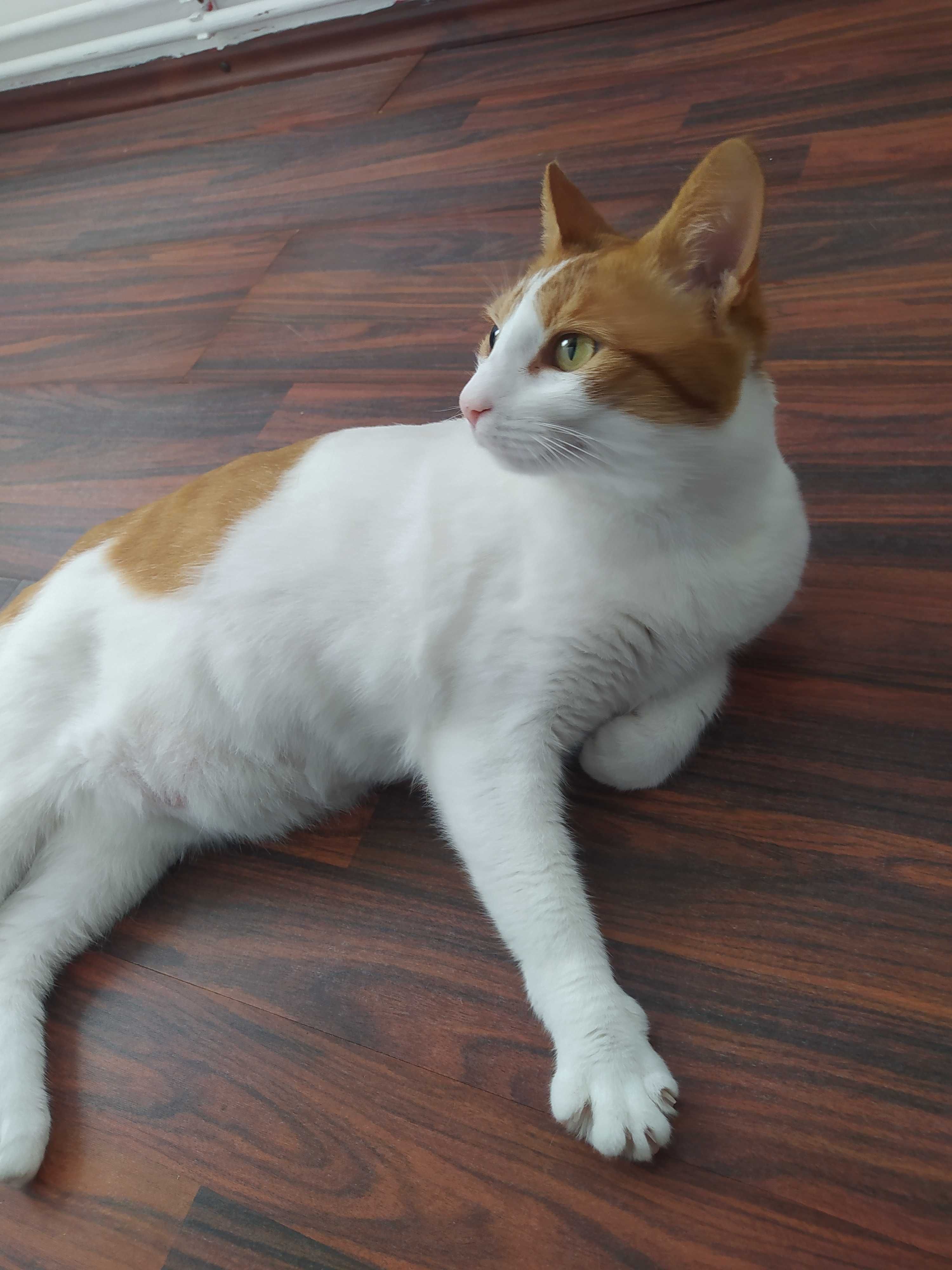 Pet Sitter în Brașov. Plimbare câini.