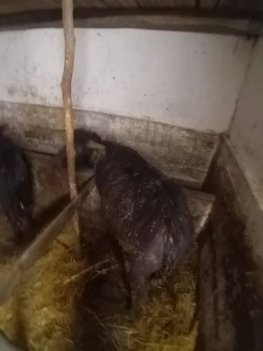 Vând vițel de bivolita