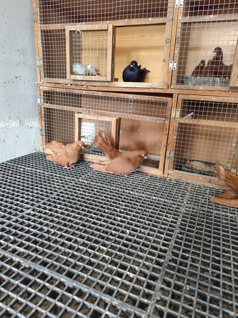 Продавам ломски гълъби