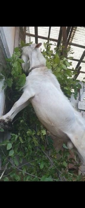 Tap Saanen cu pedigree