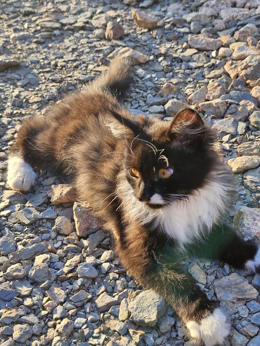 Отдам котенка мальчик в хорошие руки