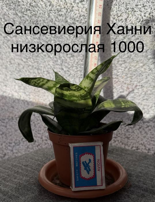 Комнатные цветы по разной цене