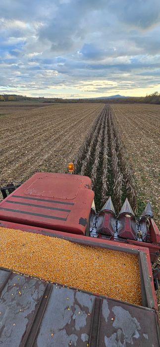 Porumb boabe recolta 2025