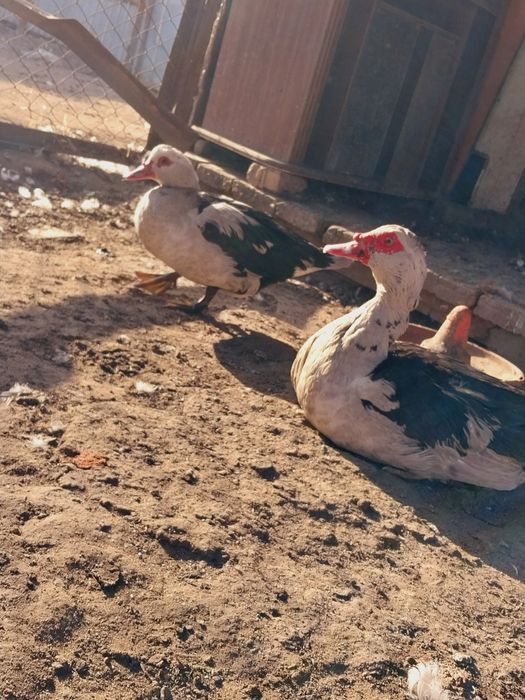 Срочно продам селезьня