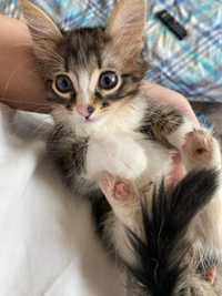 Котенок девочка , два месяца , к лотку приучена , игривая и ласковая