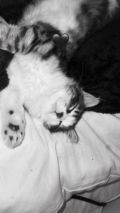 Подарявам малко коте