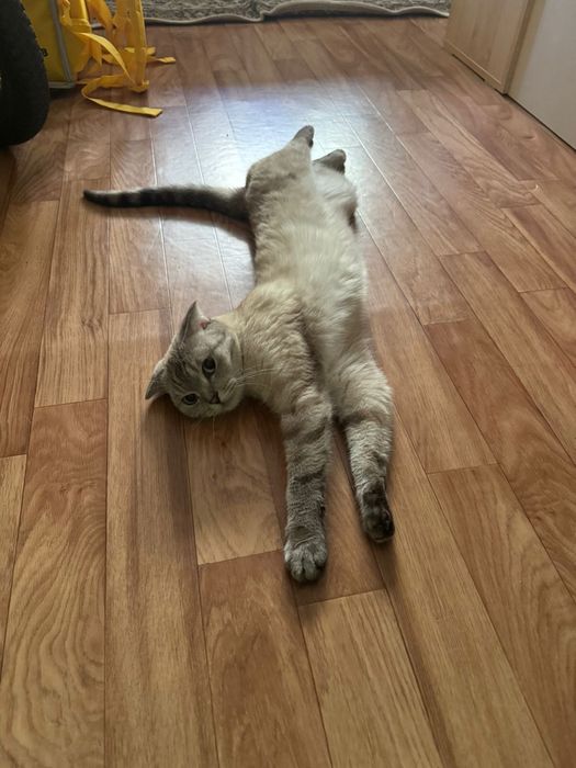 Вислоухая шотланка