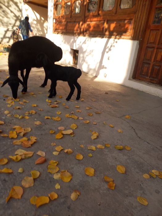 Ona bola sovliq sotiladi