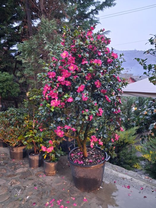 Vând plante ornametale