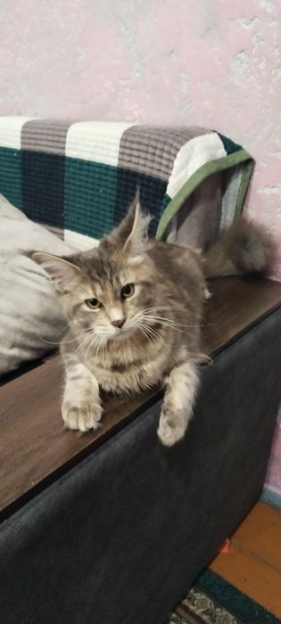 Мейн кун девочка,вязка