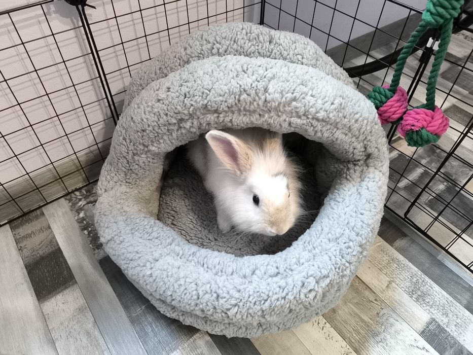 Легло за домашни любимци "Пинпон".