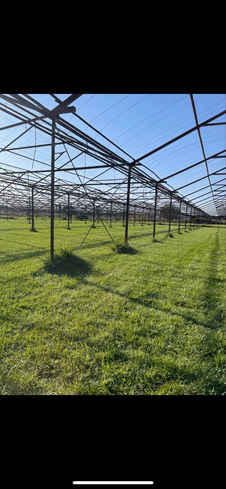 Ландшафт газон  декоративный дарахтла