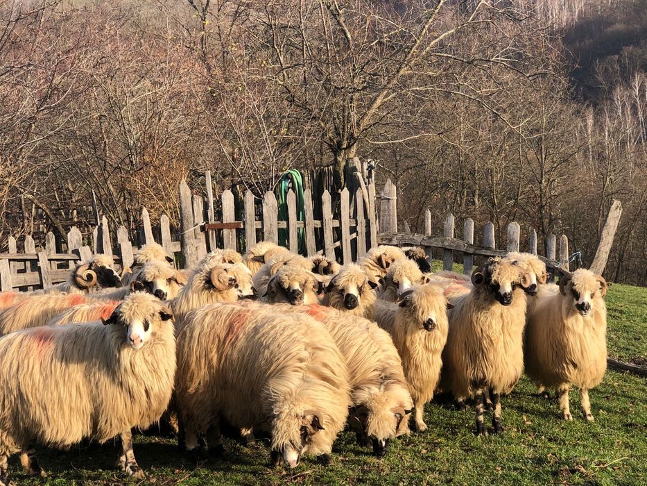 Vând 20 de oi tinere