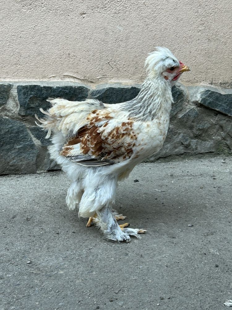 Pui de vanzare de anu asta