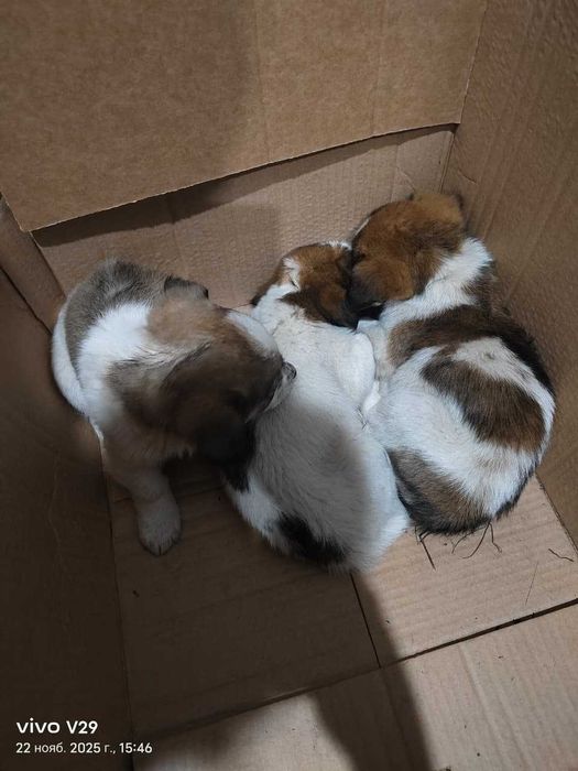 Щенкам нужен дом!