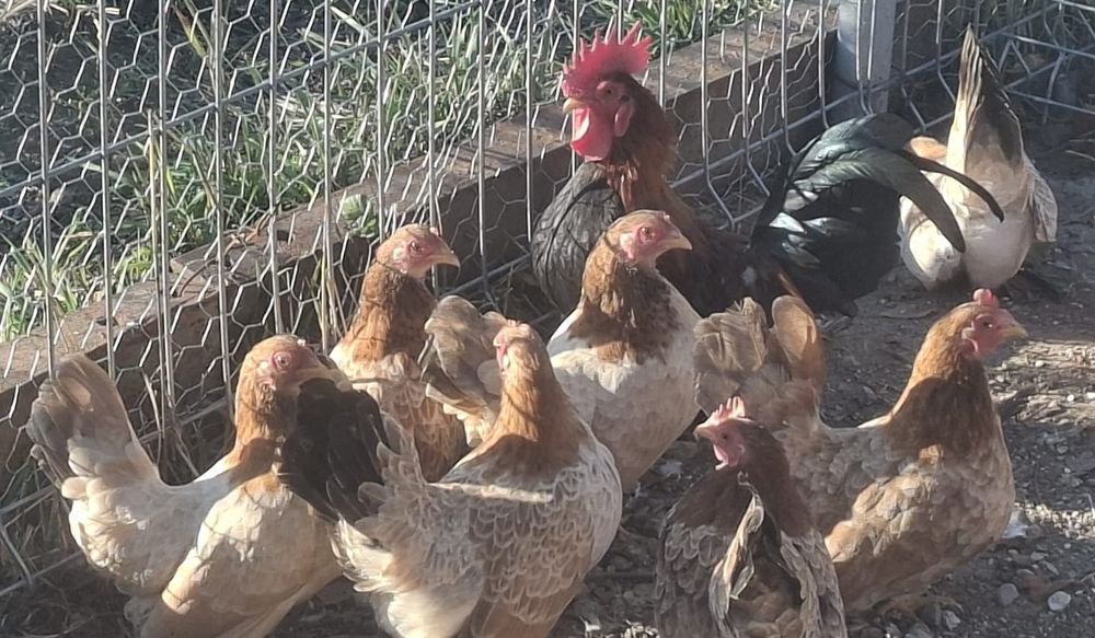 Familie găini Chabo potârnichi, 1 mascul si 7 femele