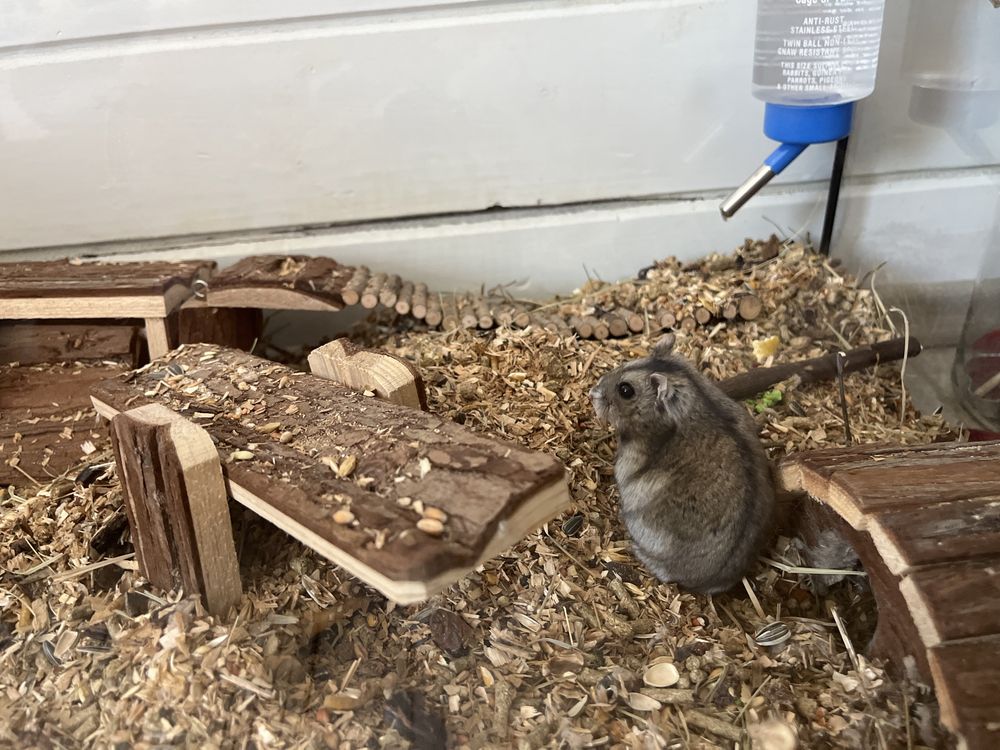 Hamster Pitic