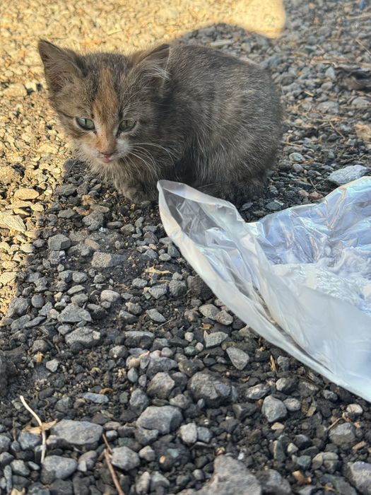 Маленький котикк