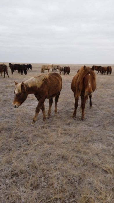 Лошади с жеребятами