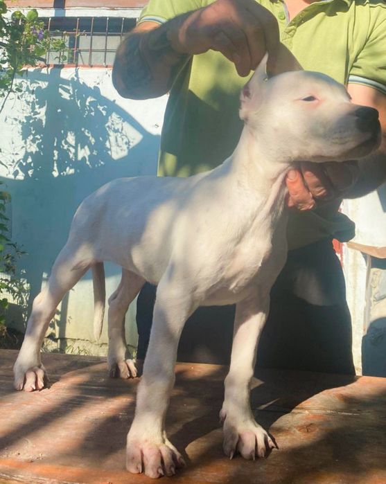 Cățeluș Dogo Argentino cu Pedigrie din Părinți Campioni