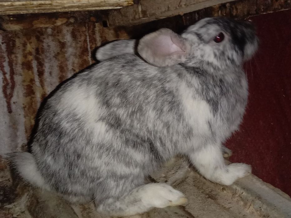 Продам кролика породы японский сатин самка ей 4 месяцев