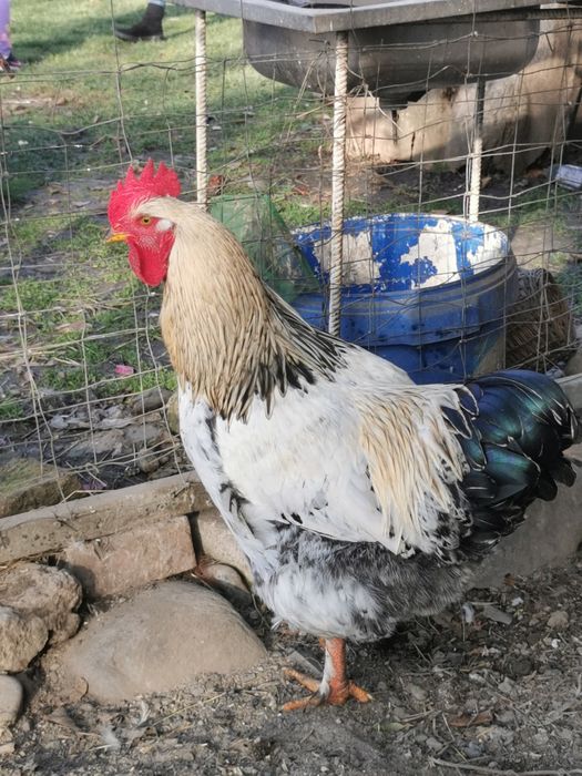 Vând s-au schimb cocoși rasă mare,cu găini. Crescuți liber și bio 100%