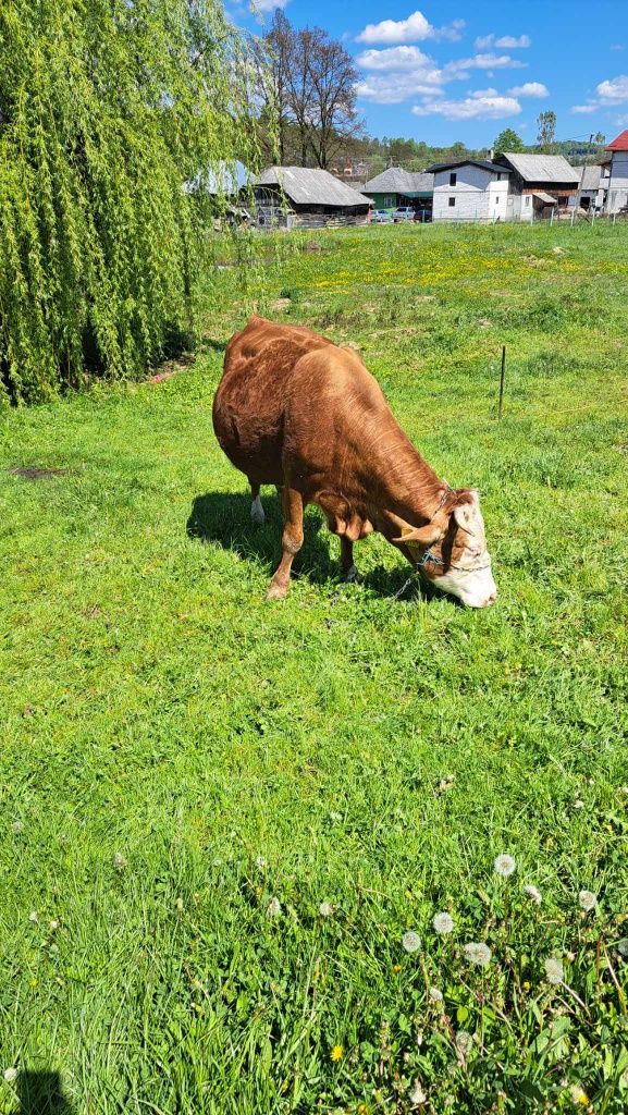 Vând vaca de 7 ani gestanta în 8 luni