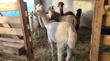 Vând Alpaca femele și masculi