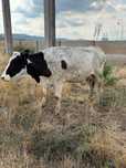 Vaca de vanzare
