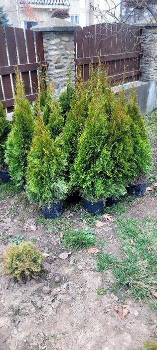 Tuia Smaragd 120 cm la.ghiveci