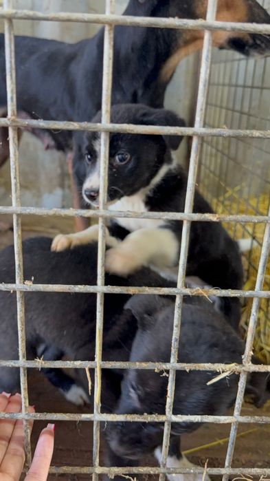 Щенки ждут любящих хозяев