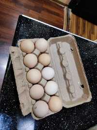 Флейка для куриных яиц