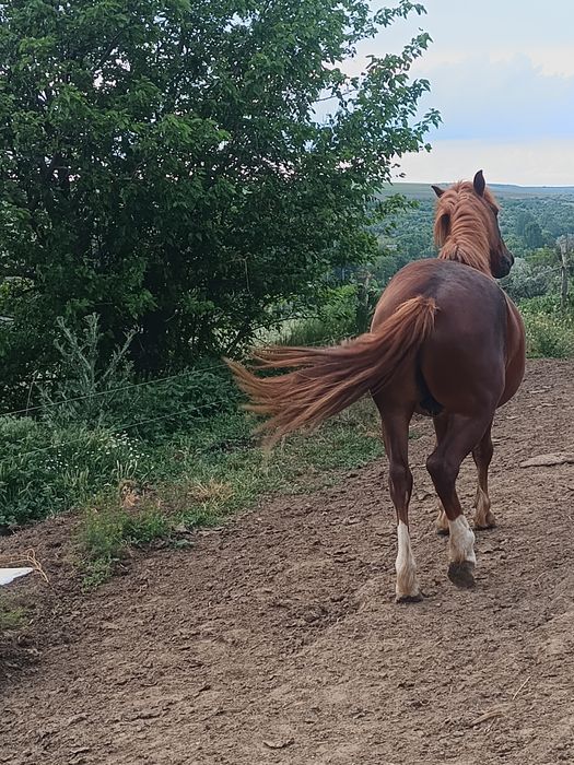 cal de vanzare..sau schimb cu cereale.