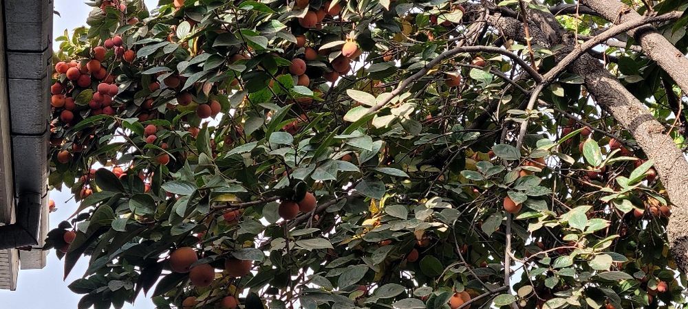 Xurmo sotiladi 1 tup daraxtda, navi shokolad