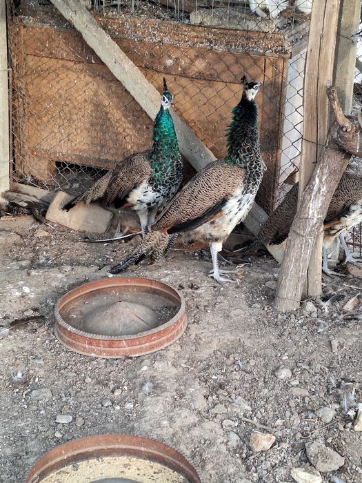 продавам индийски пауни